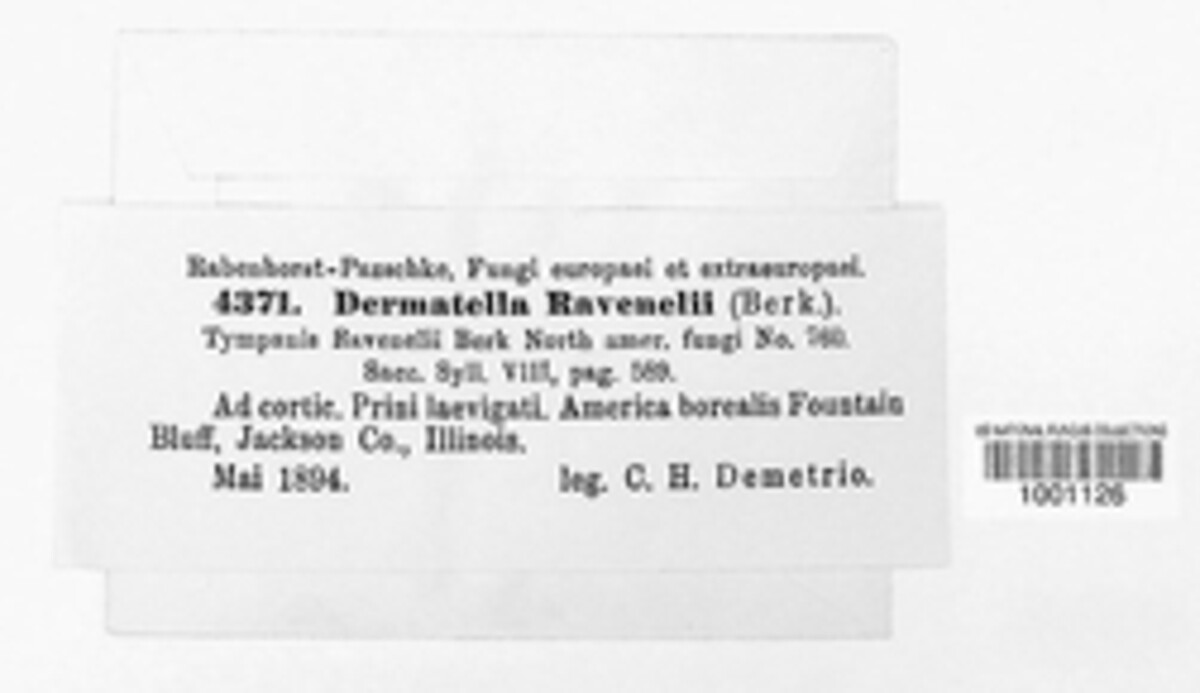 Tympanis ravenelii image
